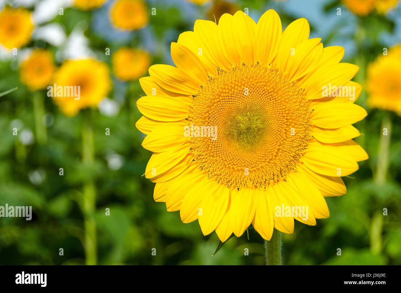 Sonnenblumen am Flughafen Singapur Stockfoto