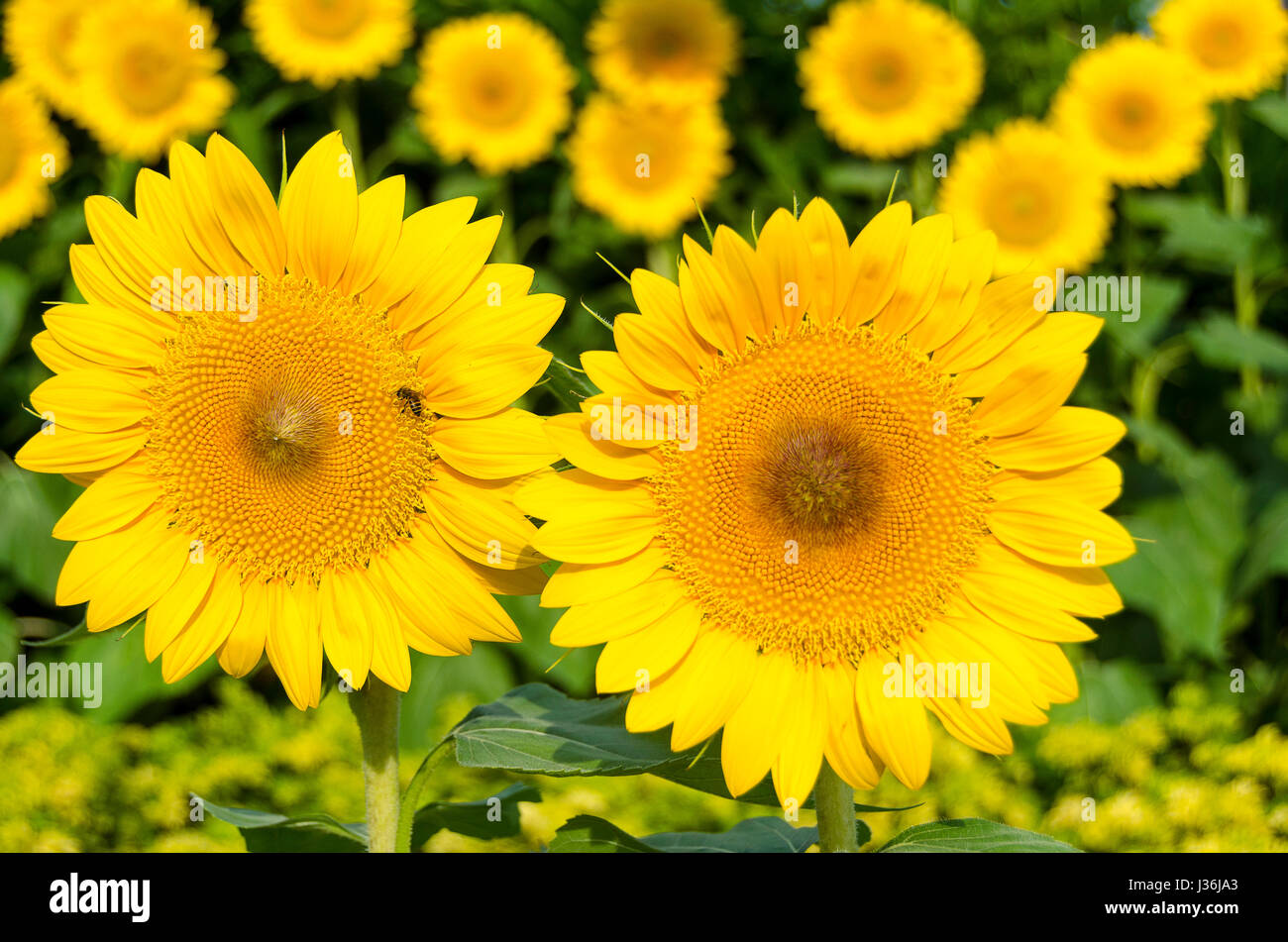 Sonnenblumen am Flughafen Singapur Stockfoto
