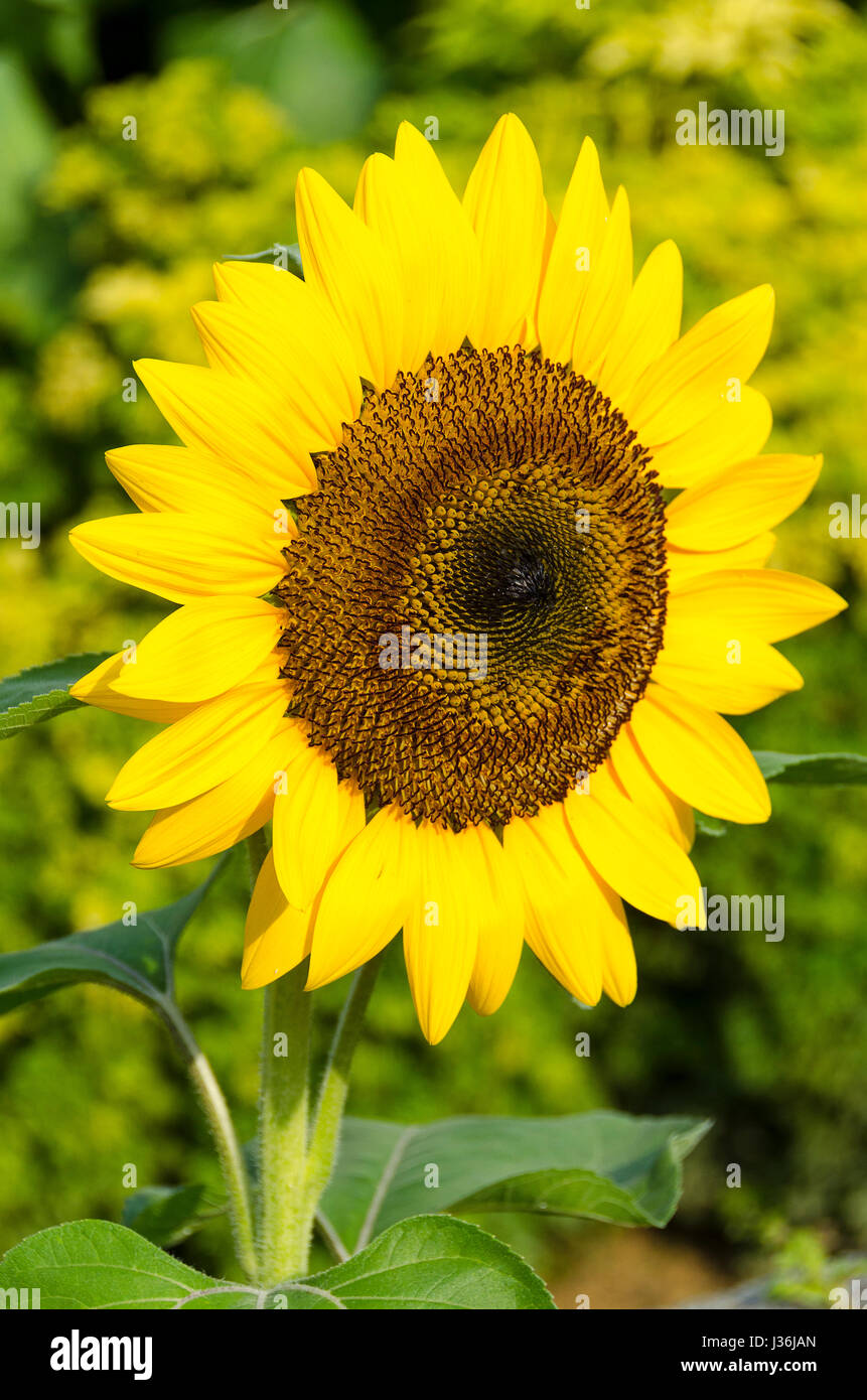 Sonnenblumen am Flughafen Singapur Stockfoto