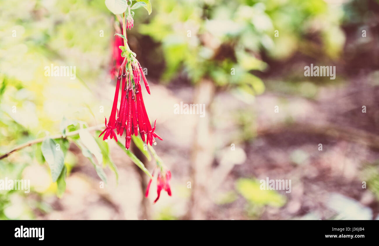Fuchsia Boliviana in einem schönen Garten Stockfoto