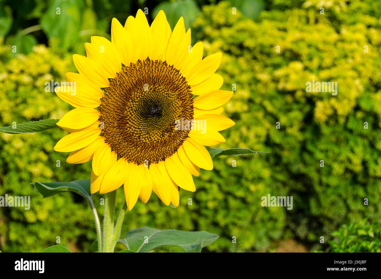 Sonnenblumen am Flughafen Singapur Stockfoto