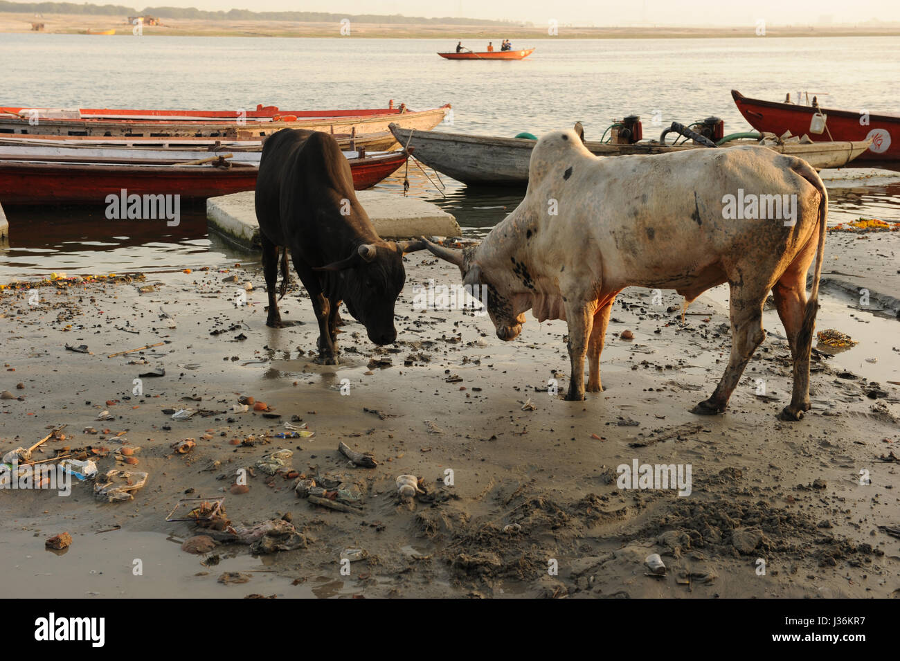 Kühe am Ufer des Flusses Ganges in Varanasi, Uttar Pradesh in Indien Stockfoto