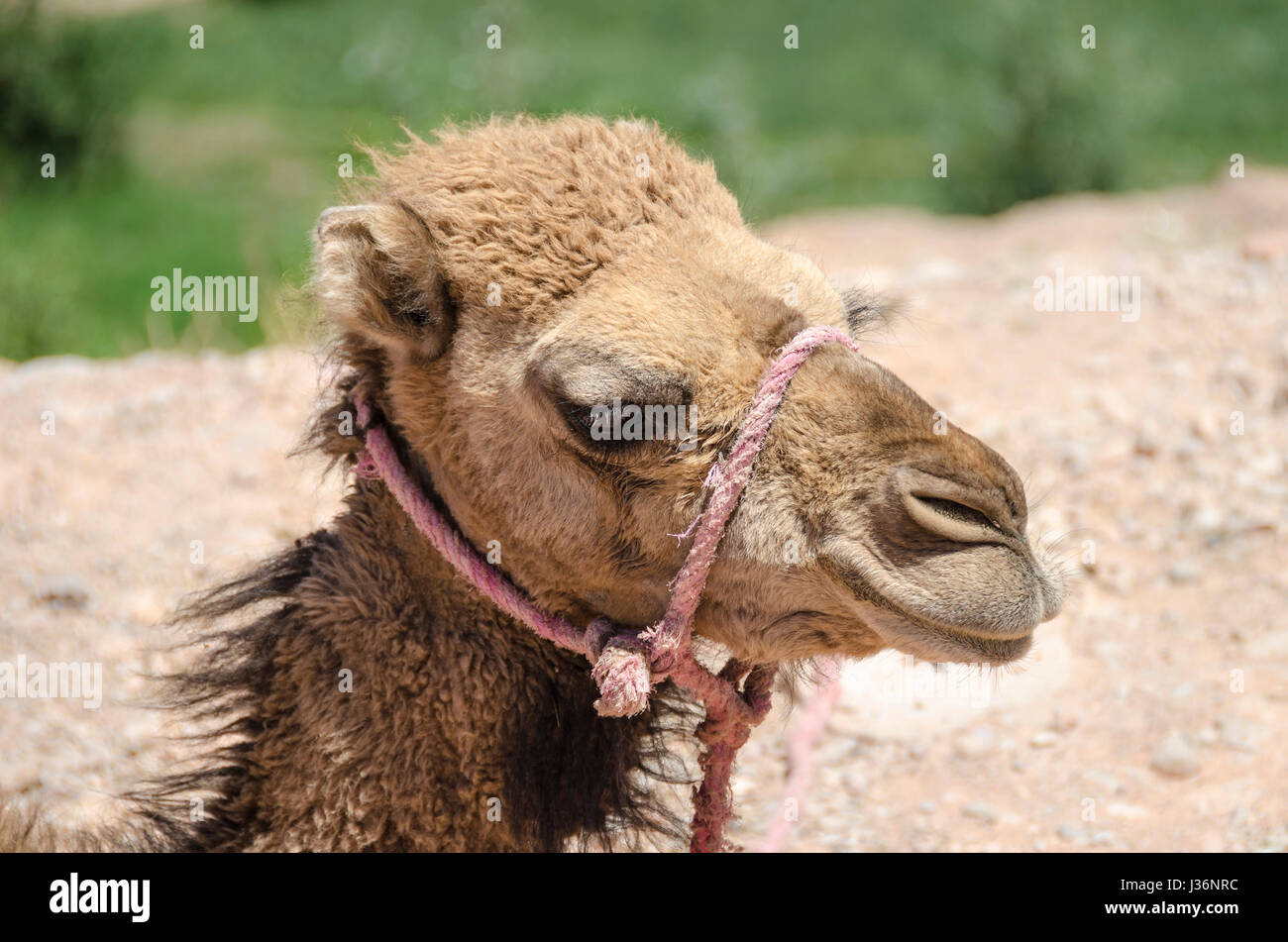 Dromedarkopf. Ein Jung Dromedar (Camelus Dromedarius) Stockfoto