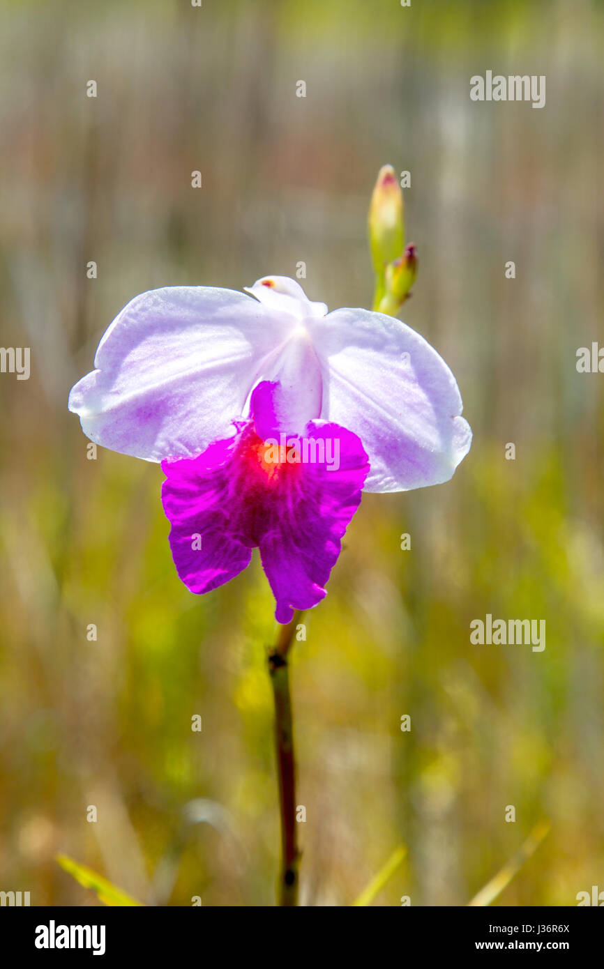 Bambus Orchidee (Arundina Graminifolia), eine Orchideen-Arten wachsen in  Hawaii Volcanoes National Park auf Big Island, Hawaii, USA Stockfotografie  - Alamy