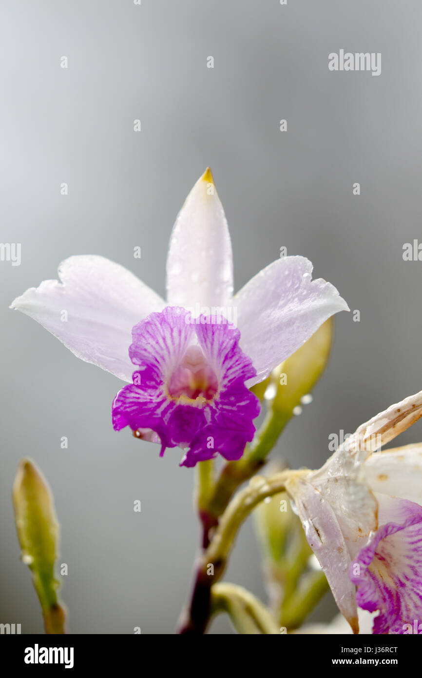 Bambus Orchidee (Arundina Graminifolia), eine Orchideen-Arten wachsen in  Hawaii Volcanoes National Park auf Big Island, Hawaii, USA Stockfotografie  - Alamy