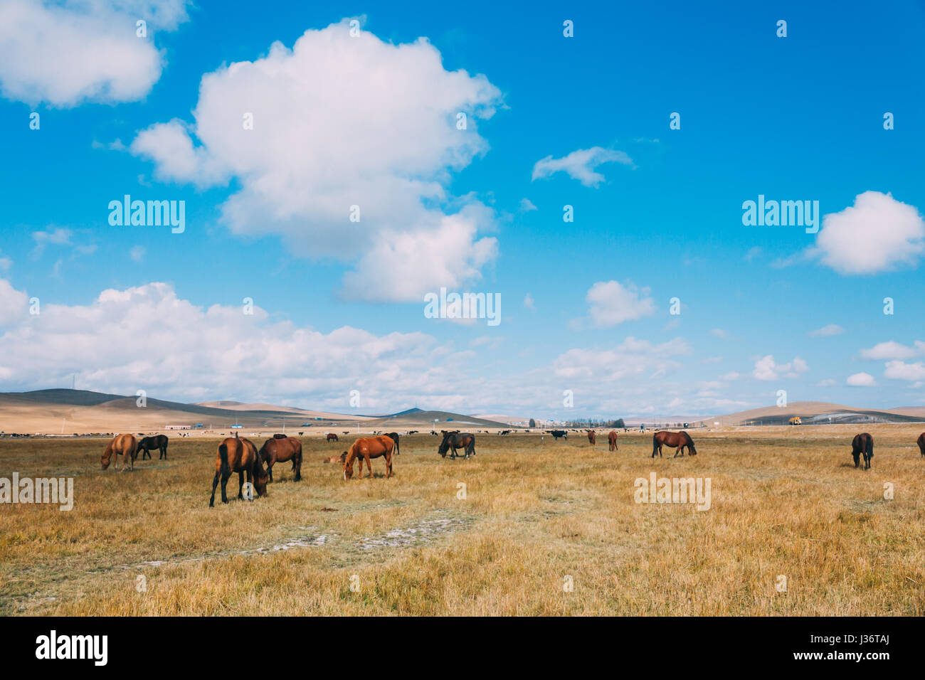 Eine Herde von Hores Fütterung im Grünland gegen Hügel und Berge, Innere Mongolei, China Stockfoto