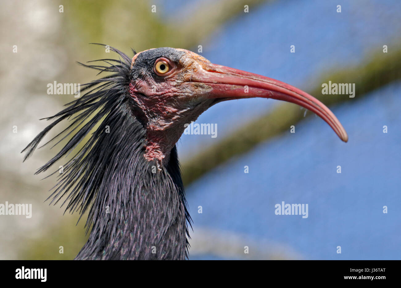 Waldrapp Ibis (Geronticus Eremita) Stockfoto