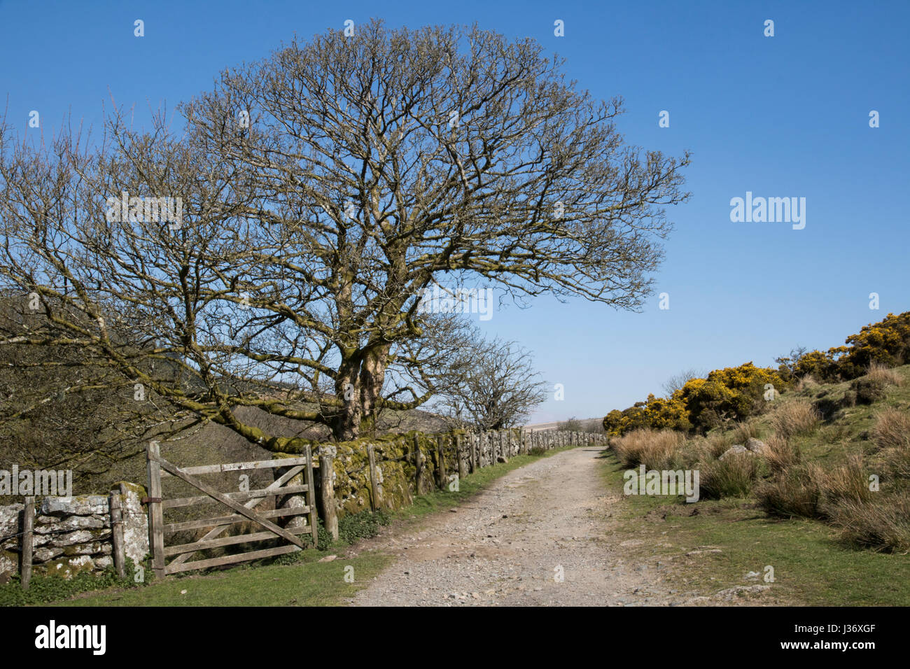 Der Weg zur Wistmans Holz, Dartmoor Stockfoto