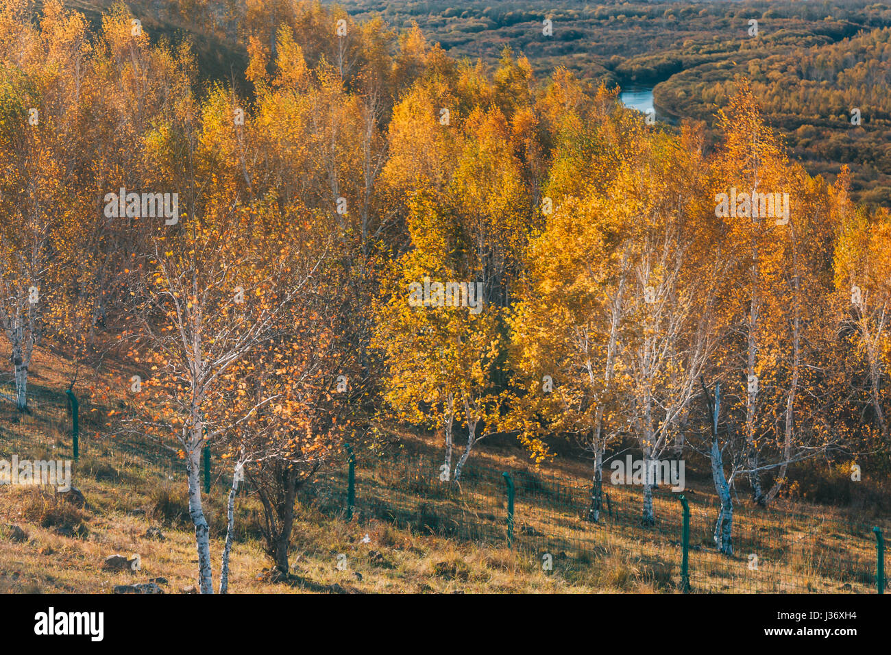 auf einem Berg der Inneren Mongolei Hulun Buir Fluss Genhe Feuchtgebiet im Eergu'Na, im Herbst mit gelben Bäumen und blauen Himmel Stockfoto