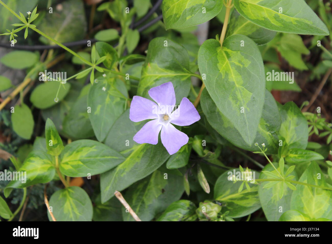 Blaue Blume zentriert. Umgeben von grünen Blättern Stockfoto