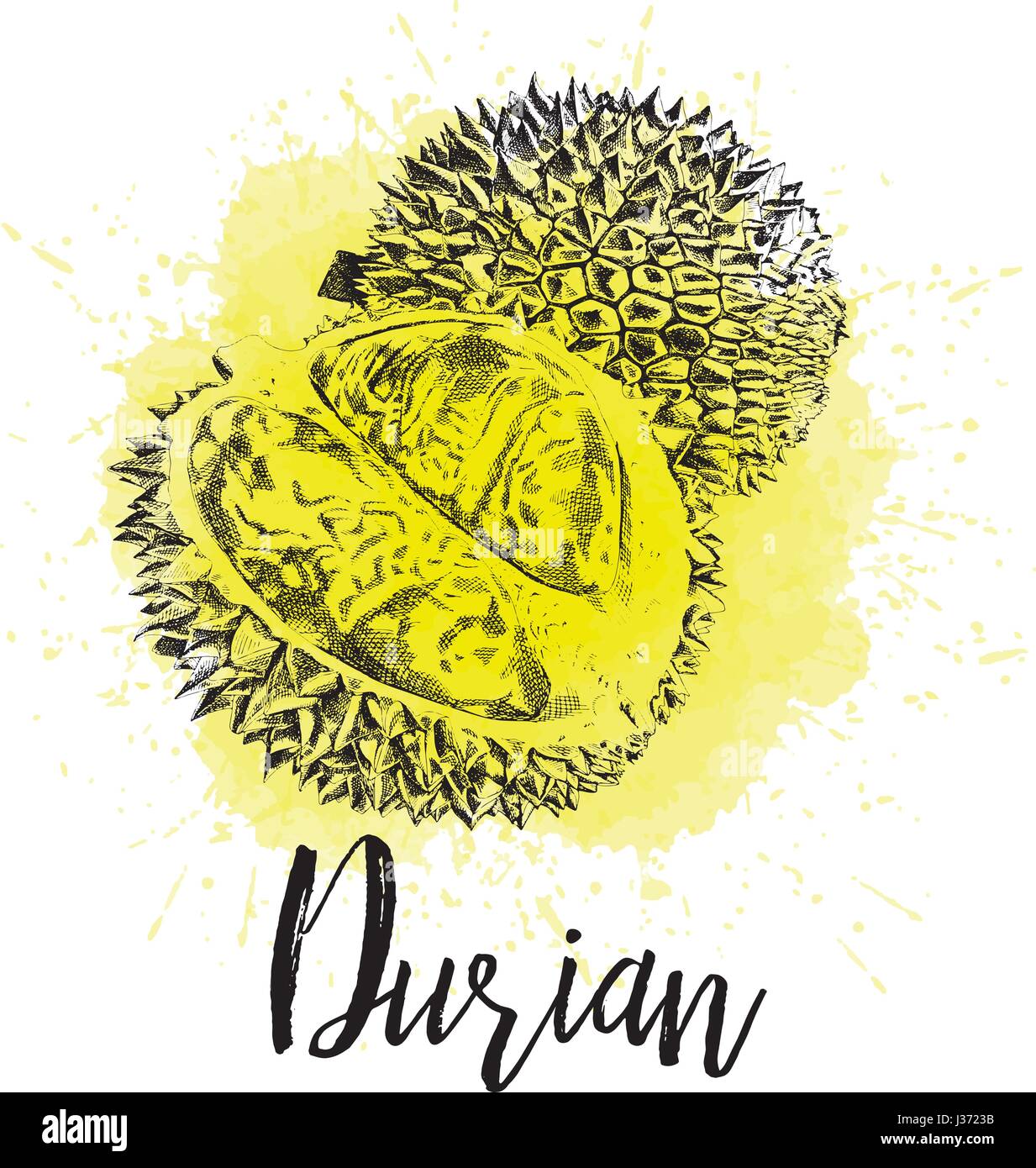 Vektor-Illustration, Musang König Durian Stock Vektor