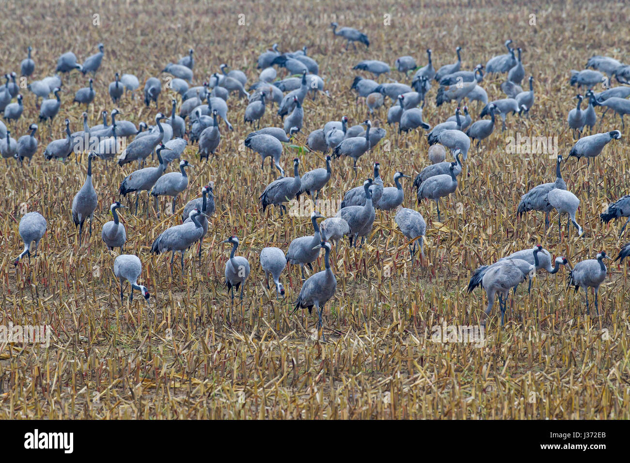 Kranich / eurasischen Kraniche (Grus Grus) flock auf Nahrungssuche im Stoppelfeld im Herbst, Deutschland Stockfoto