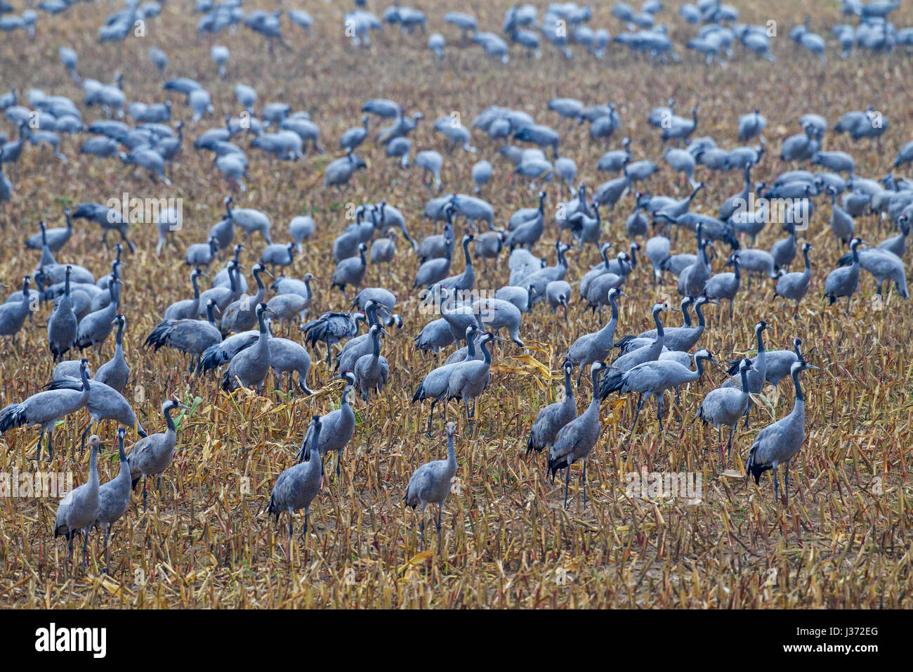 Kranich / eurasischen Kraniche (Grus Grus) flock auf Nahrungssuche im Stoppelfeld im Herbst, Deutschland Stockfoto