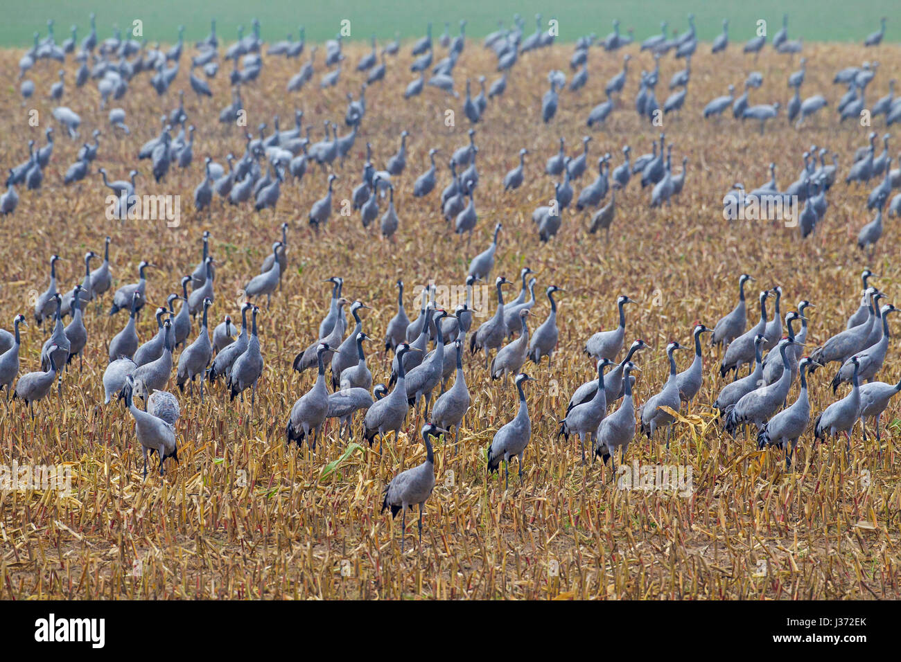 Kranich / eurasischen Kraniche (Grus Grus) flock auf Nahrungssuche im Stoppelfeld im Herbst, Deutschland Stockfoto