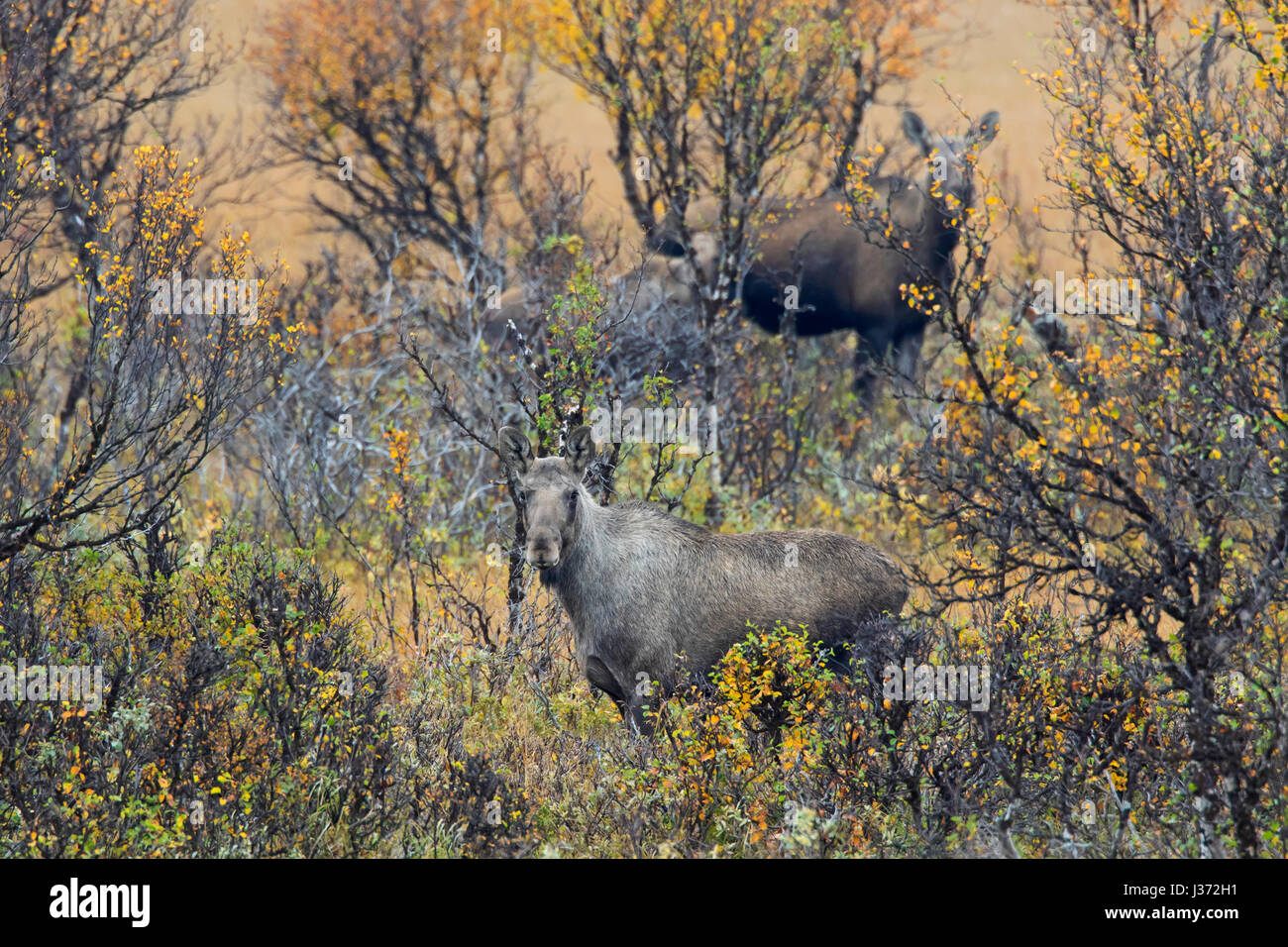 Elch (Alces Alces) zwei Kühe mit Kalb Nahrungssuche unter Weide Sträucher im Moor im Herbst, Scandinavia Stockfoto