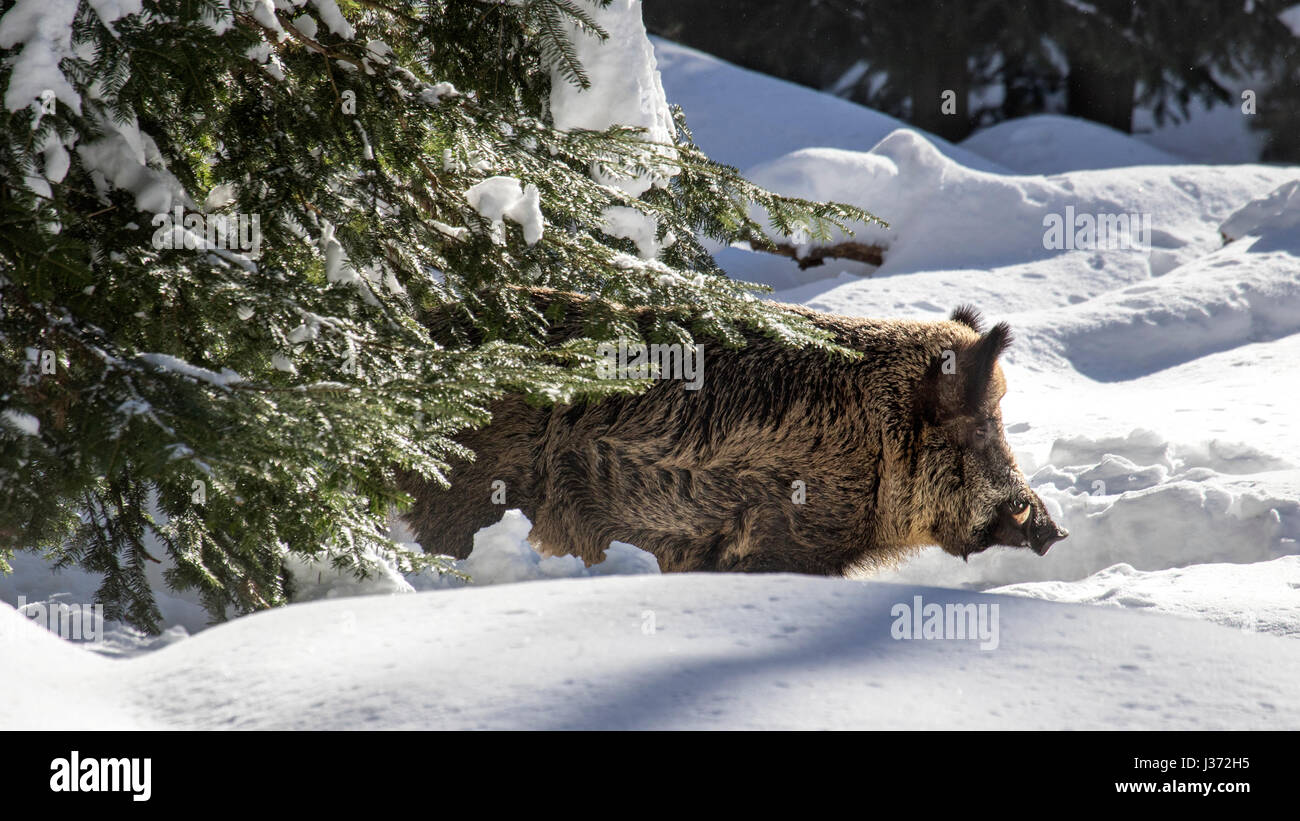 Wildschwein (Sus Scrofa) auf Nahrungssuche im Fichtenwald im Schnee im winter Stockfoto