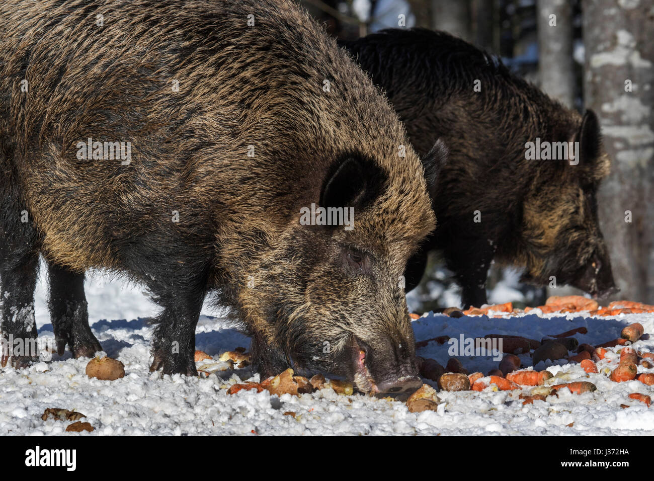 Wildschweine (Sus Scrofa) Verzehr von Kartoffeln und Karotten in Futterstation im Wald im Schnee im winter Stockfoto