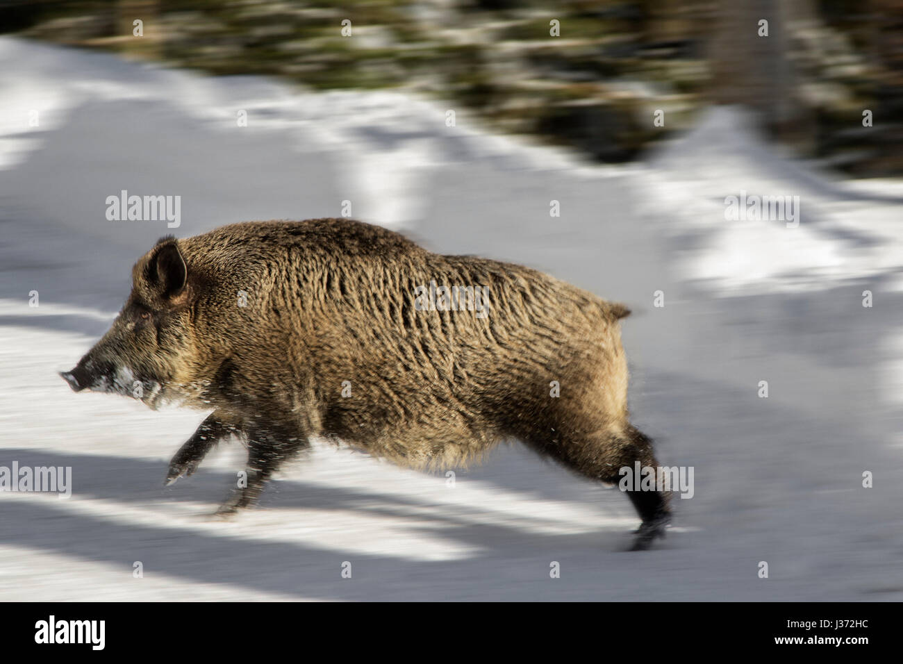 Wildschwein (Sus Scrofa) Überquerung Forststraße im Schnee im Winter. Bewegungsunschärfe Stockfoto
