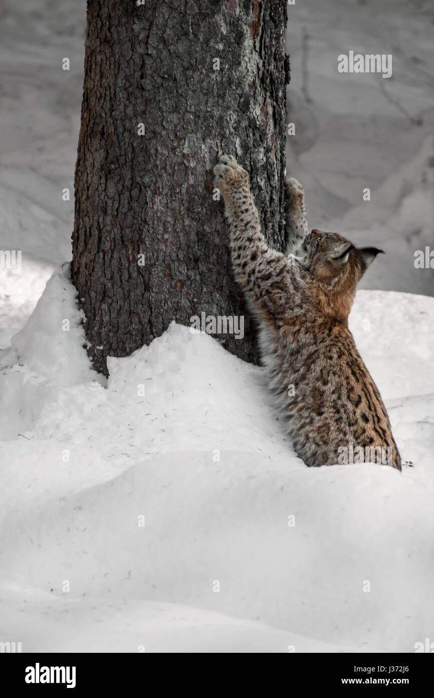 Eurasischer Luchs (Lynx Lynx) schärfen Krallen auf Rinde von Fichte im Wald im Schnee im winter Stockfoto