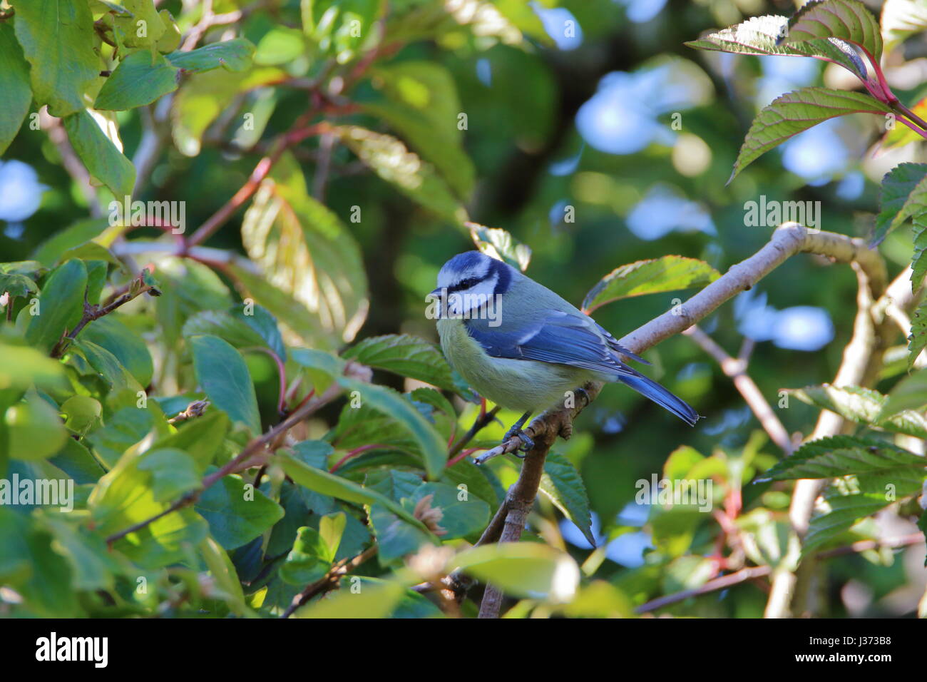 Blaumeise, Cyanistes Caeruleus, in einem Baum im Garten; UK Stockfoto