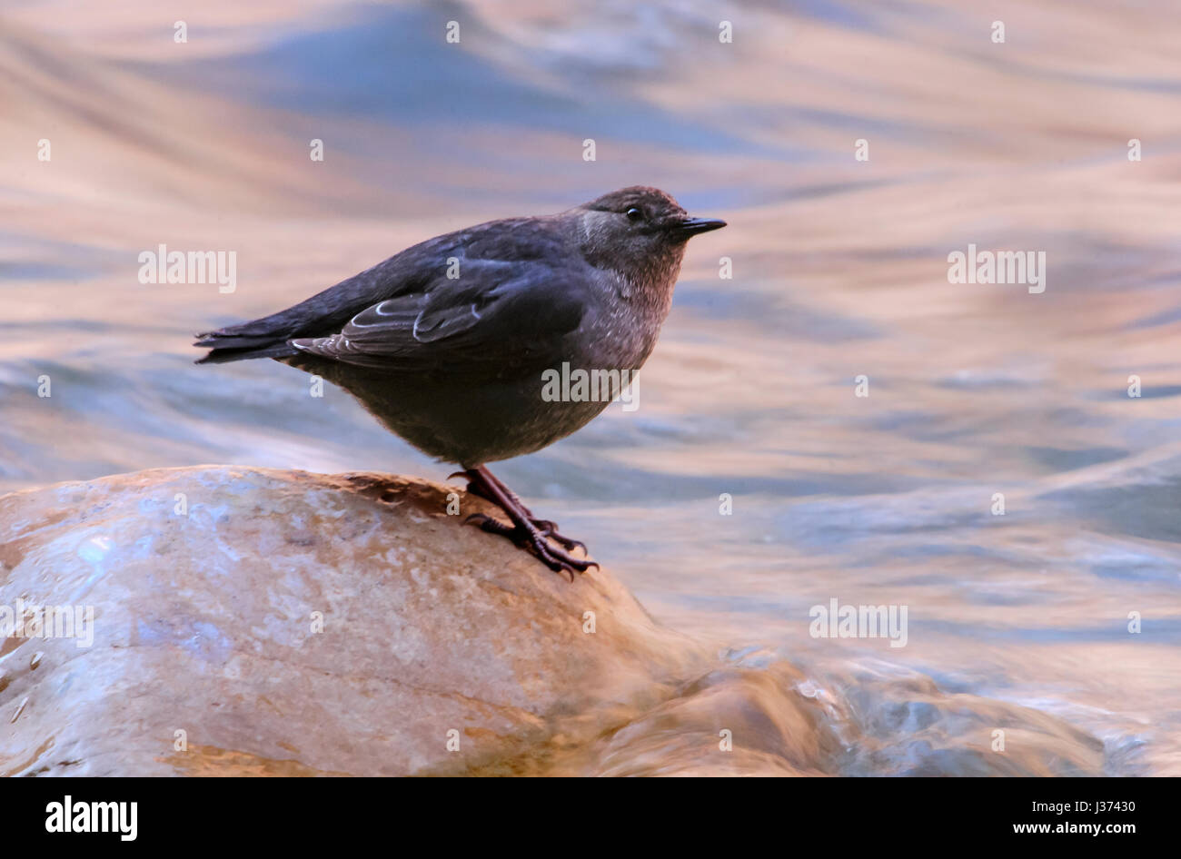 Amerikanische Wagen oder Wasser Ouzel, Zion Nationalpark, Utah Stockfoto