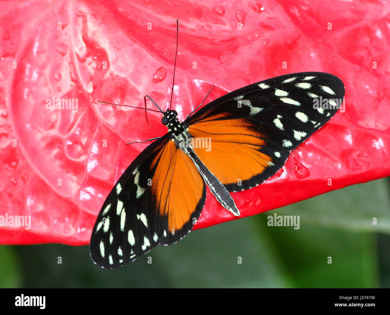 Neue Welt Aigeus oder Tiger Longwing (Heliconius Hecale) ernähren sich von einer tropischen Blumen. Aka Golden Heliconian Schmetterling, von Mexiko bis Peru gefunden. Stockfoto