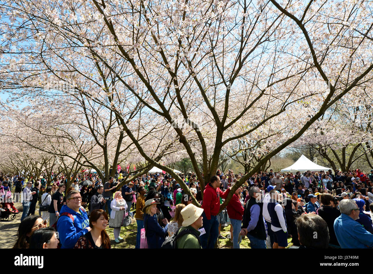 Tausende genießen kultige Elemente der japanischen Kultur unter abgebildeten Perfekte Wetterbedingungen während der 20. jährlichen Cherry Blossom Festival in Fa Stockfoto