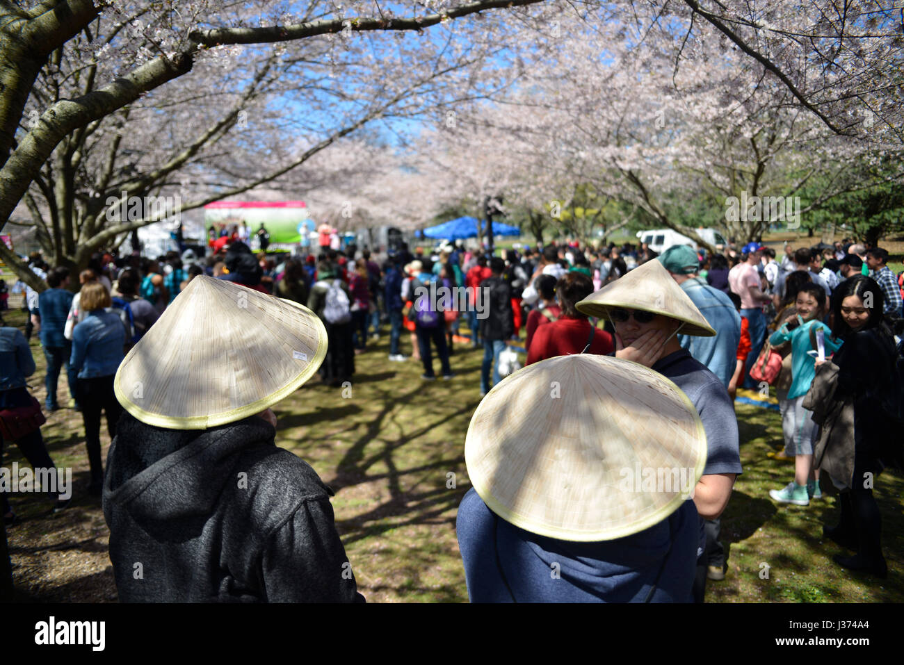 Tausende genießen kultige Elemente der japanischen Kultur unter abgebildeten Perfekte Wetterbedingungen während der 20. jährlichen Cherry Blossom Festival in Fa Stockfoto