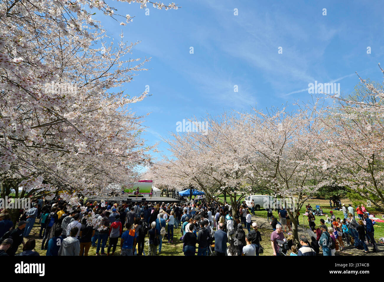 Tausende genießen kultige Elemente der japanischen Kultur unter abgebildeten Perfekte Wetterbedingungen während der 20. jährlichen Cherry Blossom Festival in Fa Stockfoto