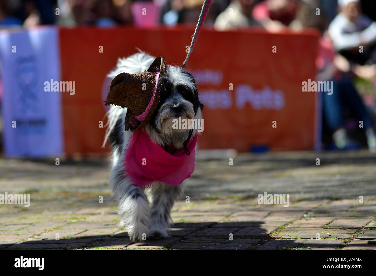 Das schönste Haustier in rosa Parade ist ein Teil der Sakura Sonntag Ereignisse des 20. jährlichen Kirschblütenfest in Fairmount Park, Philadelphia, PA, o Stockfoto