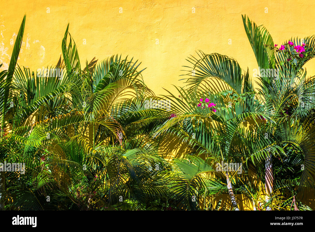 Üppigen grünen Planeten gesetzt gegen eine gelbe Wand in Campeche, Mexiko Stockfoto