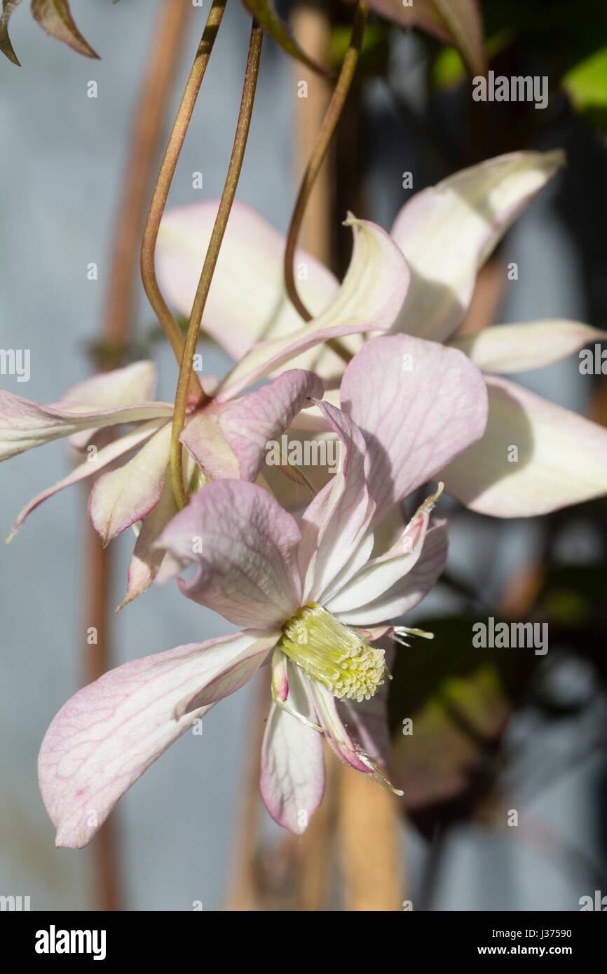 Blass rosa, halbgefüllt Frühlingsblumen der ausgewählten Form der sommergrüne Kletterpflanze, Clematis Montana "Marjorie" Stockfoto