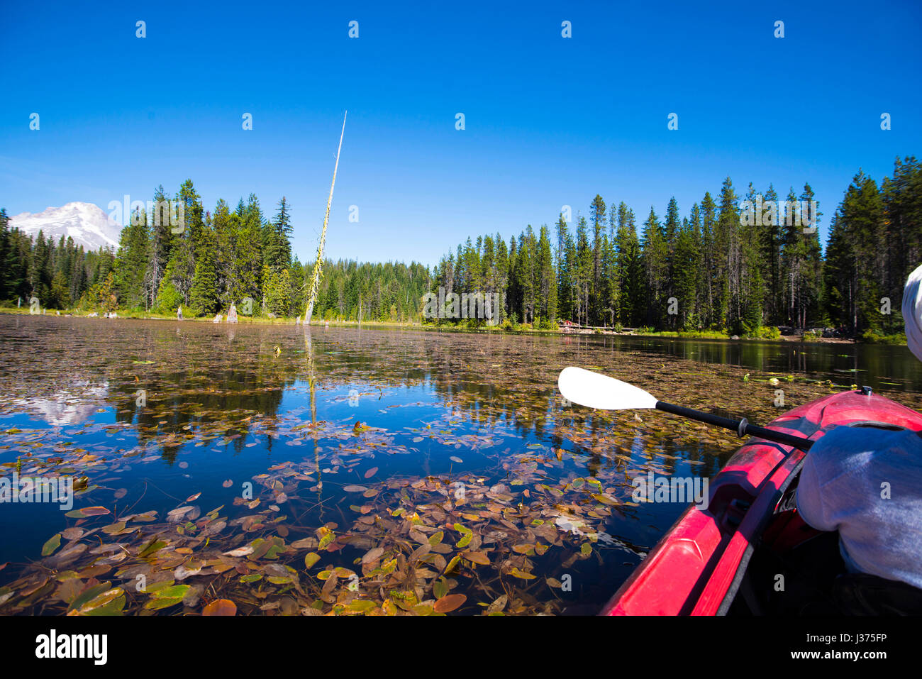 Unglaublich schöne Landschaft mit schwebenden roten Kajak auf vergilbten überwucherten Seerosen umrahmt Trillium Lake von immergrünen Tannen hinter die versteckte Stockfoto