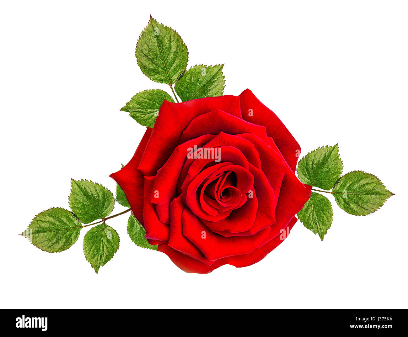 Rose auf dem weißen Hintergrund isoliert Stockfoto