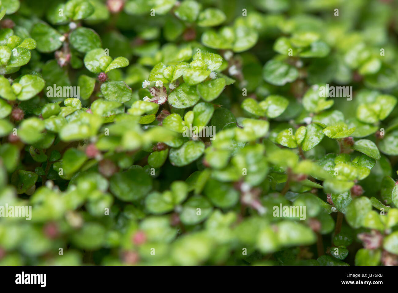 Geist-your-own-Business (Soleirolia Soleirolii) Pflanze in Blüte. Blättern und kleinen Blüten von kriechend, Matten bildende Pflanze in Brennnessel Familie Urticaceae- Stockfoto