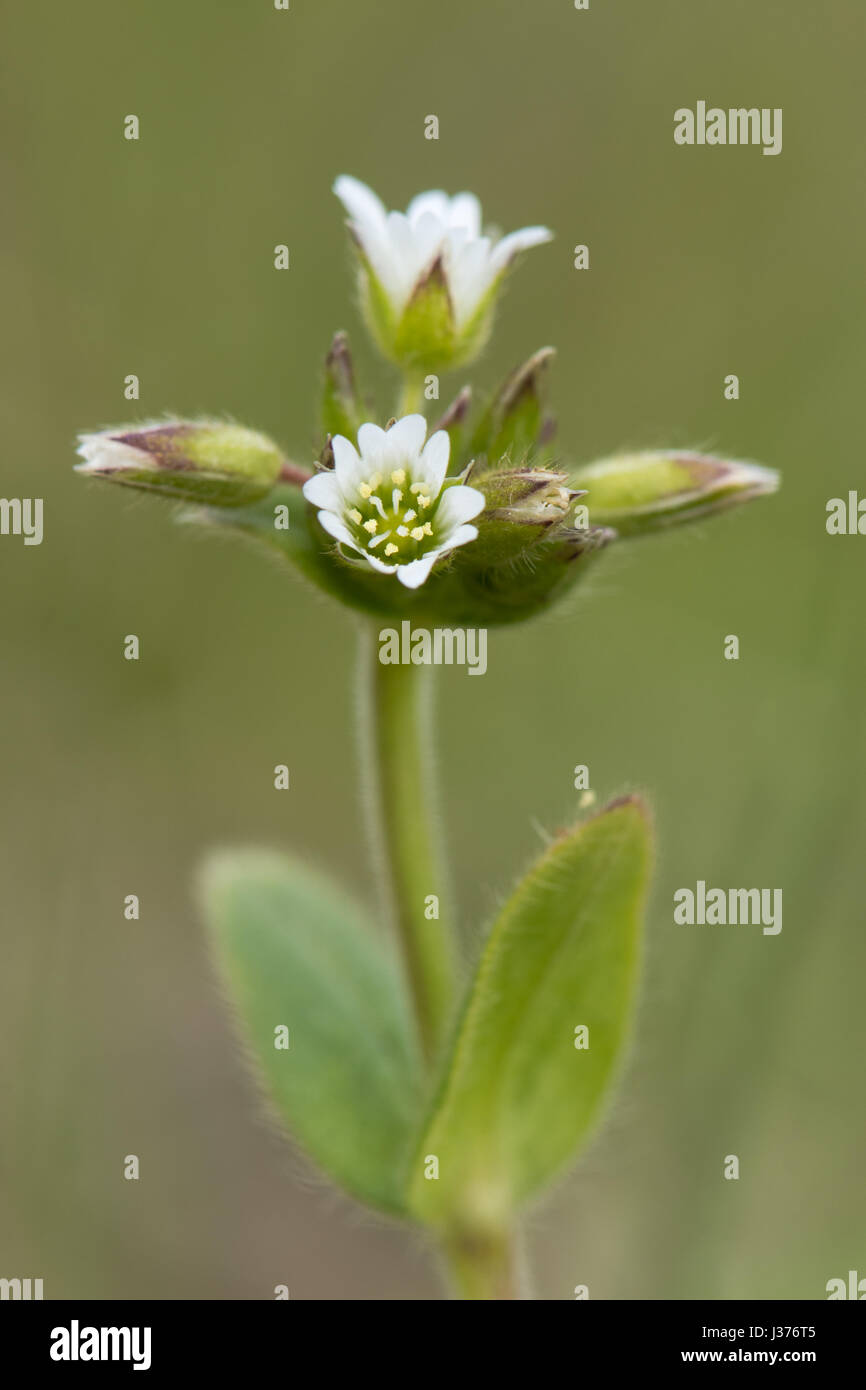 Gemeinsamen Hornkraut (Cerastium Fontanum) Blumen. Niedrig wachsende Pflanze mit Cluster von tief eingekerbten weißen Blütenblättern, in der Familie Caryophyllaceae Stockfoto