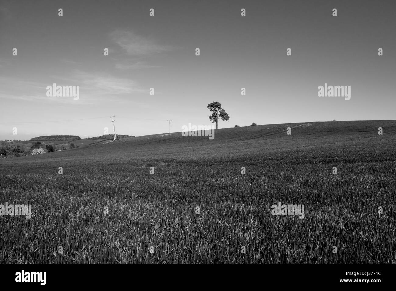 Eine einsame Eiche auf einem Hügel im Herzen Englands.  Eine Kulturlandschaft, UK. Ein Weizenfeld im Frühjahr. Stockfoto