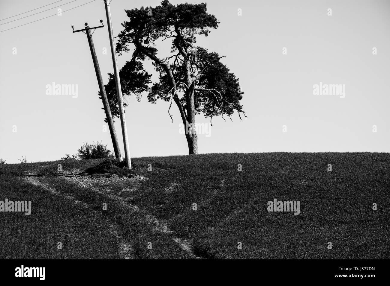 Eine Eiche, Telegrafenmasten und Traktor Spuren auf einem Hügel auf der linken Seite gelehnt. UK-Landschaft. Landschaft. Stockfoto