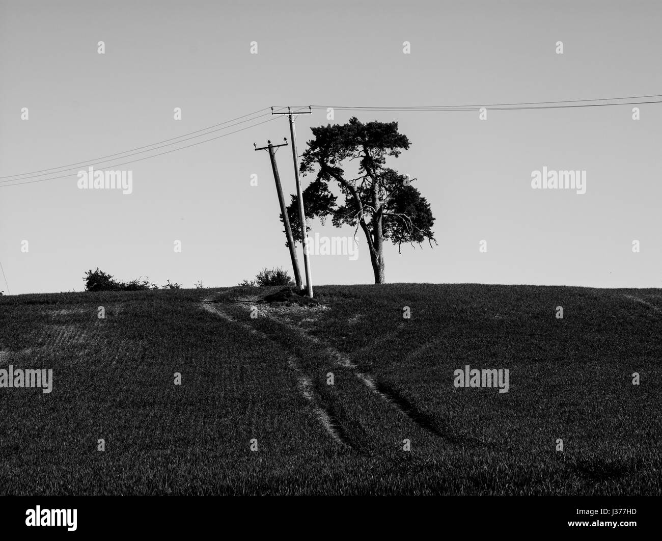 Eine Eiche, Telegrafenmasten und Traktor Spuren auf einem Hügel auf der linken Seite gelehnt. UK-Landschaft. Landschaft. Stockfoto