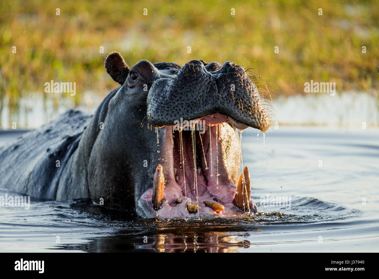 Nilpferd im Wasser sitzt, seinen Mund zu öffnen und Gähnen. Botswana. Okavangodelta. Eine hervorragende Abbildung. Stockfoto