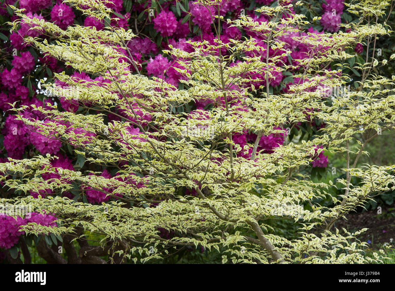 Cornus. Hartriegel Baum mit bunten Blättern im Frühjahr. UK Stockfoto