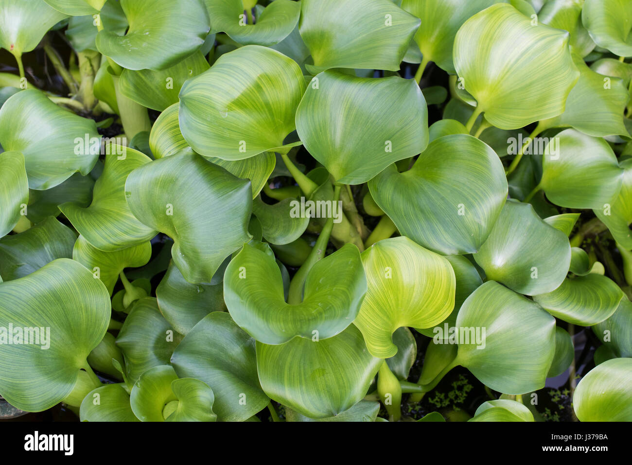 Eichhornia Crassipes. Wasser-Hyazinthe-Blätter Stockfoto