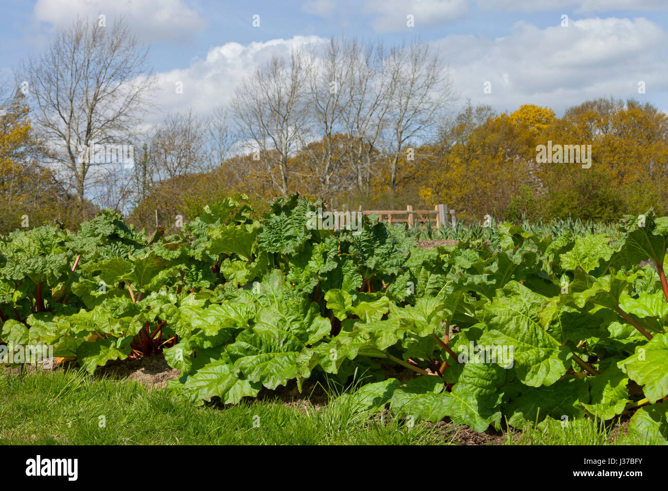 Gemüsegarten, grosses Blatt Rhabarber an einem sonnigen Frühlingstag in eine englische Landschaft wachsen. Stockfoto