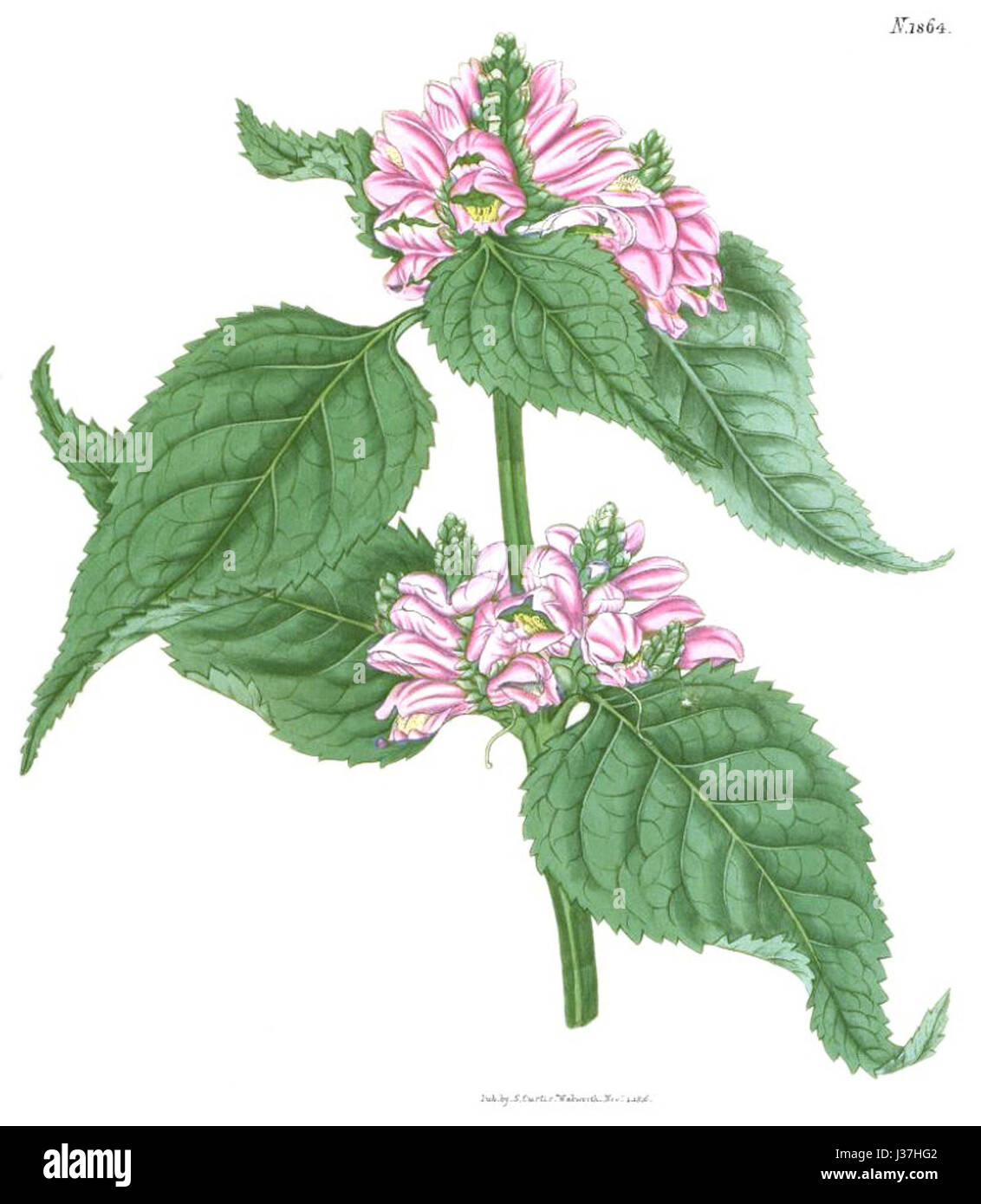 Chelone lyonii, auch bekannt als die rosa Schildkröte, ist eine mehrjährige blühende Pflanze aus Nordamerika. Er ist mit markanten rosafarbenen Blüten ausgestattet und wächst in Feuchtgebieten, die oft in der Nähe von Bächen und Sümpfen zu finden sind. Stockfoto