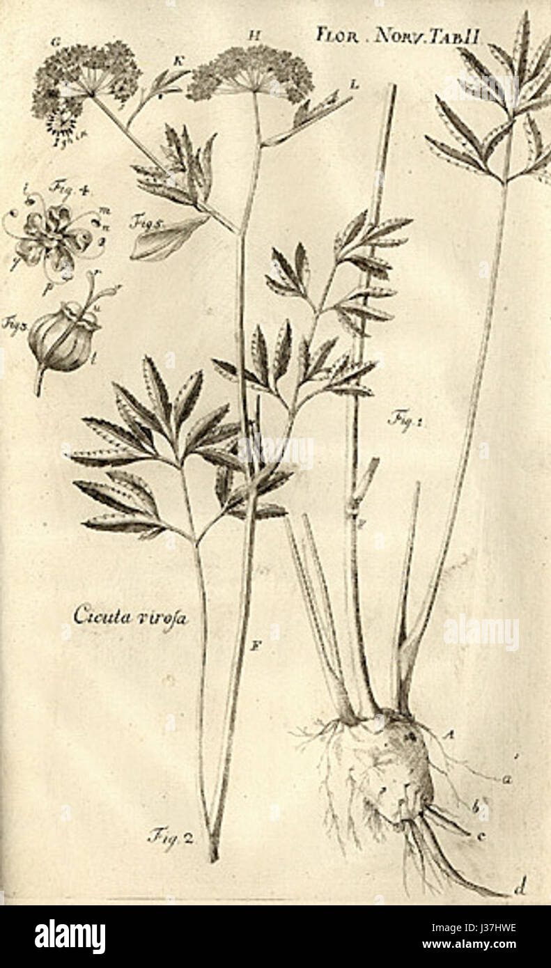 Cicuta Virosa Flora Norvegica Stockfoto