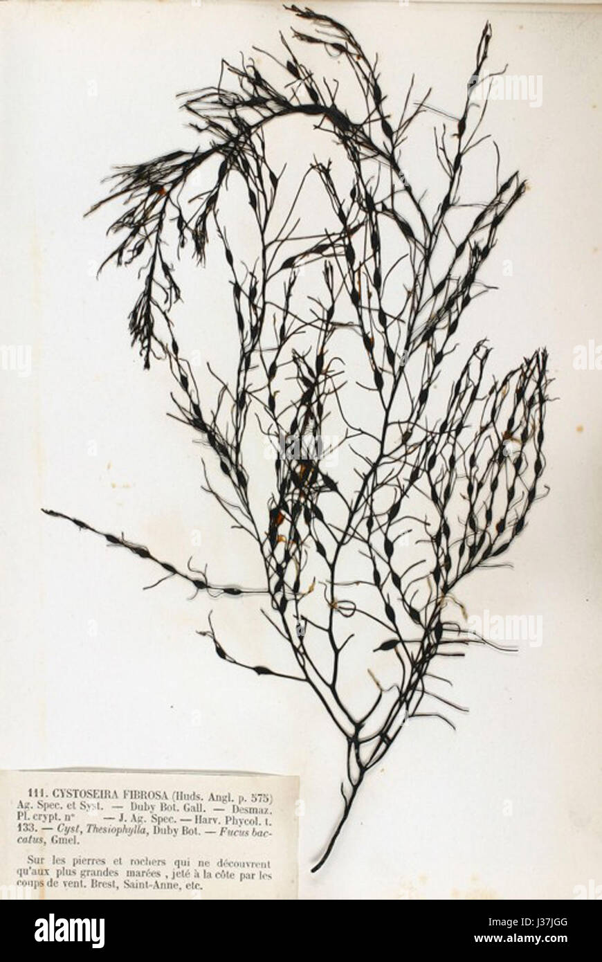 Cystoseira baccata ist eine Art von Braunalgen, die in Meeresumgebungen vorkommt und für ihre einzigartige Struktur und ökologische Bedeutung in Küstenökosystemen bekannt ist. Stockfoto