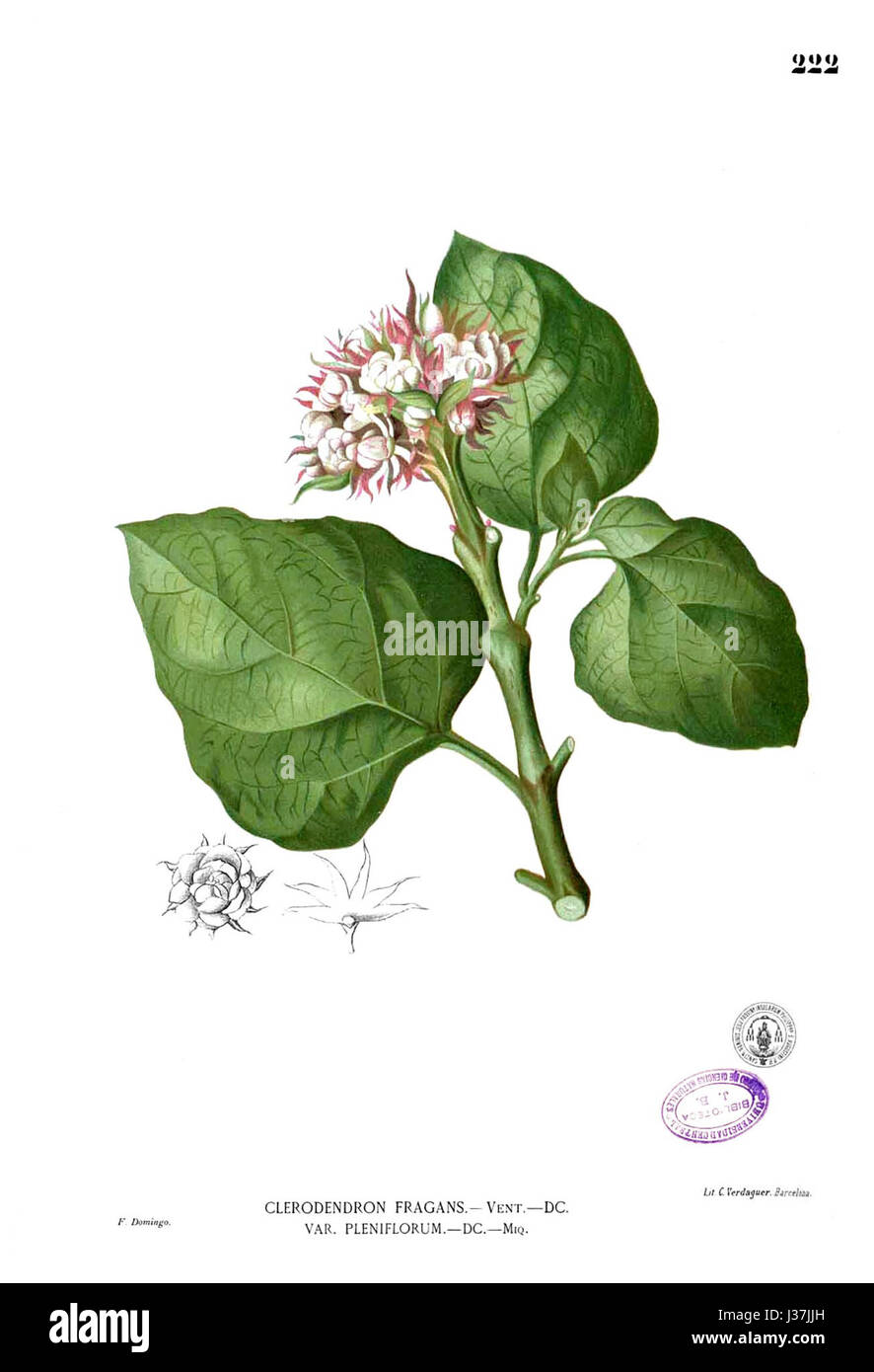 Clerodendrum chinense, auch bekannt als chinesischer Glorybower, ist eine blühende Pflanze, die im tropischen Asien beheimatet ist. Er ist bekannt für seine dekorativen violetten und weißen Blüten und wird häufig in Gärten wegen seines attraktiven Aussehens verwendet. Stockfoto