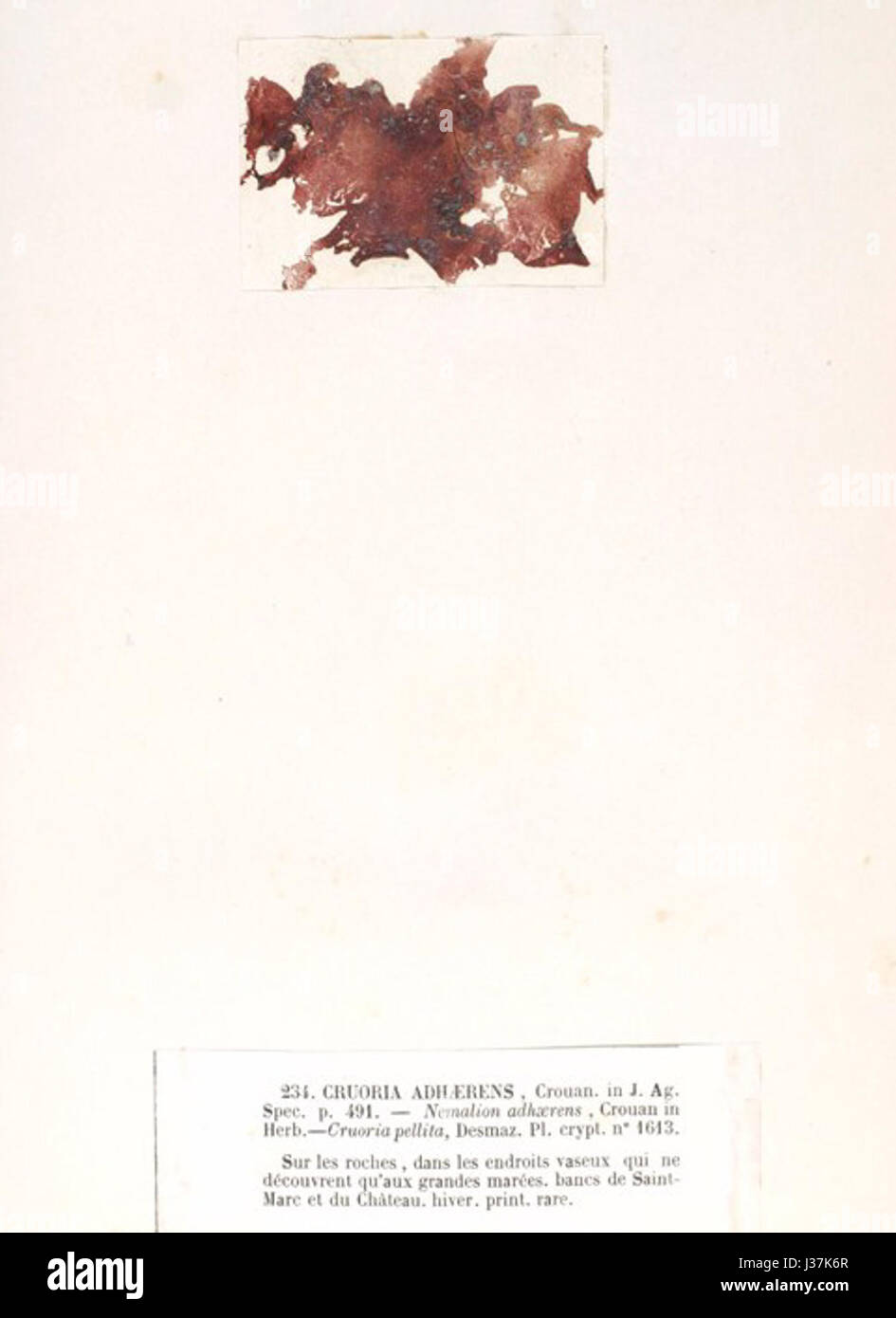 *Cruoria pellita* ist eine Art von Meeresflachwurm, die sich durch ihr unverwechselbares Aussehen und ihren Lebensraum in Meeresumwelt auszeichnet. Stockfoto