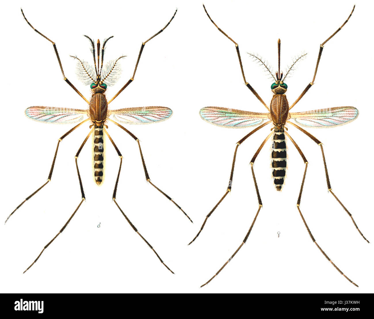 Culex Quinquefasciatus E A Goeldi 1905 Stockfoto