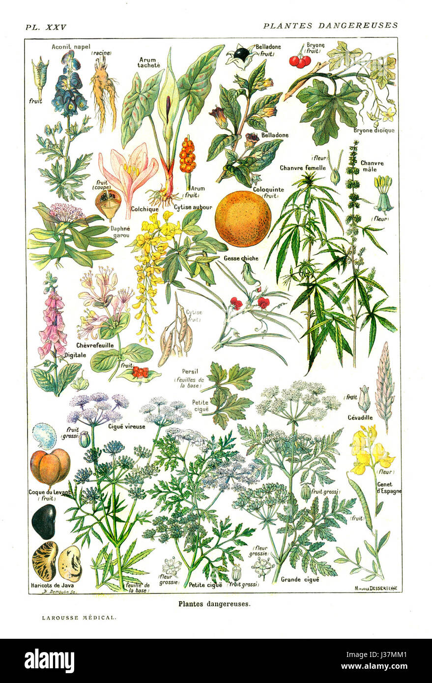 DangereusePlants Larousse1912 Stockfoto